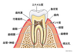 歯の構成
